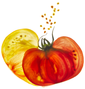 tomate bio