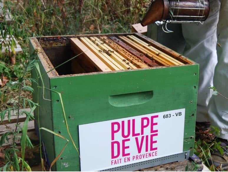 10 anecdotes WTF sur les abeilles