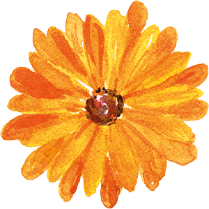 Organic Calendula