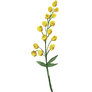 Organic Camelina