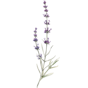 Organic Lavender