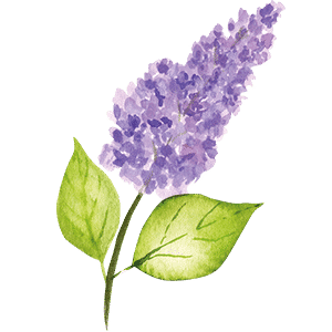 Organic Lilac