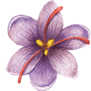 Mauve BIO