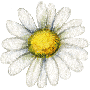 Organic Daisy