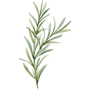 Organic rosemary