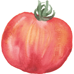 Tomate BIO