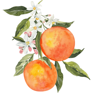 Fleur d'oranger