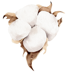 Cotton ORGANIC