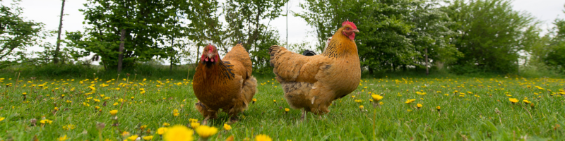 BLOGIMG_KERATINE_ORIGINE_ANIMALE l'origine de la kératine animale